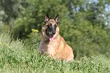 MALINOIS 389